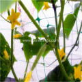 PE agricultural climbing plant crop support net